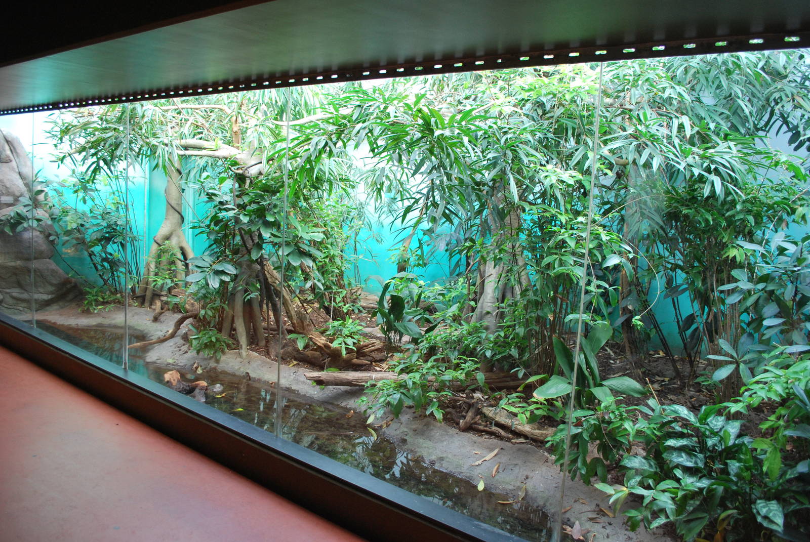 Tropical House - the exhibit for Lesser Malay Mouse Deer