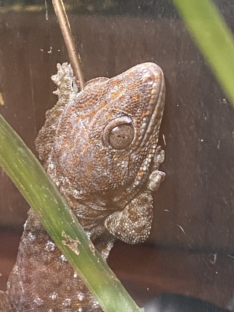 Tropical House - Tokay gecko 240424
