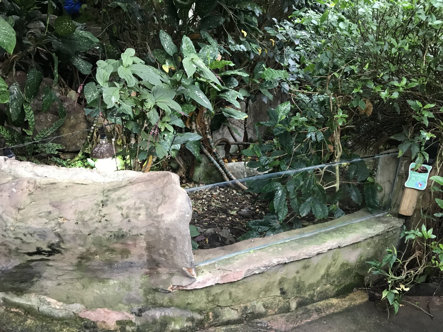 Tropical House - Tortoise exhibit 050119