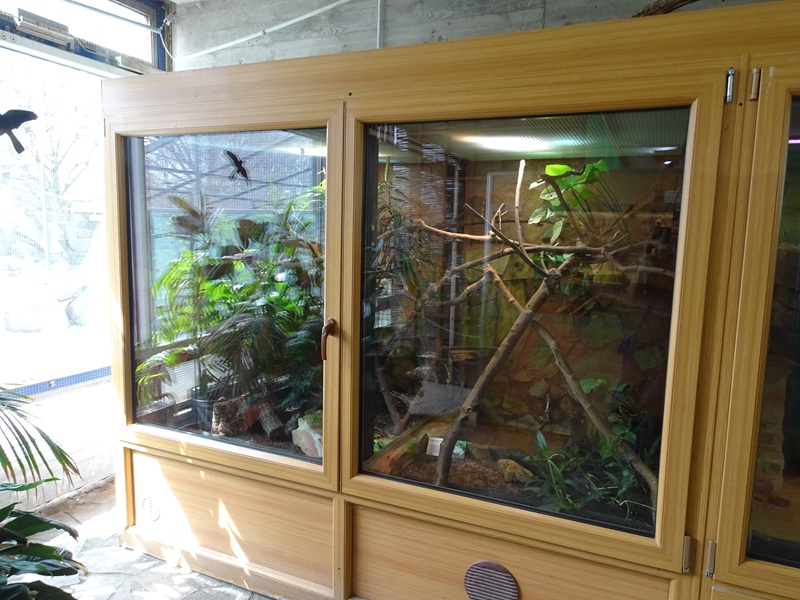 Tropical House - Tree frog terrarium