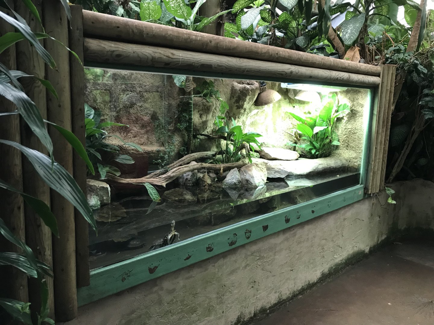 Tropical House - turtle exhibit 050119
