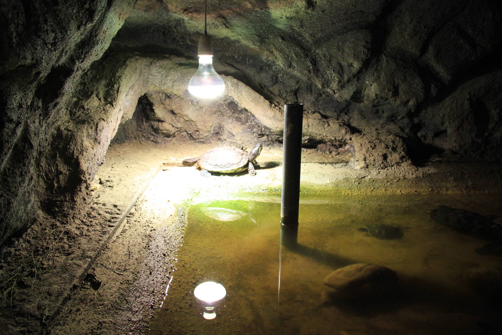 Tropical House - Turtle Exhibit