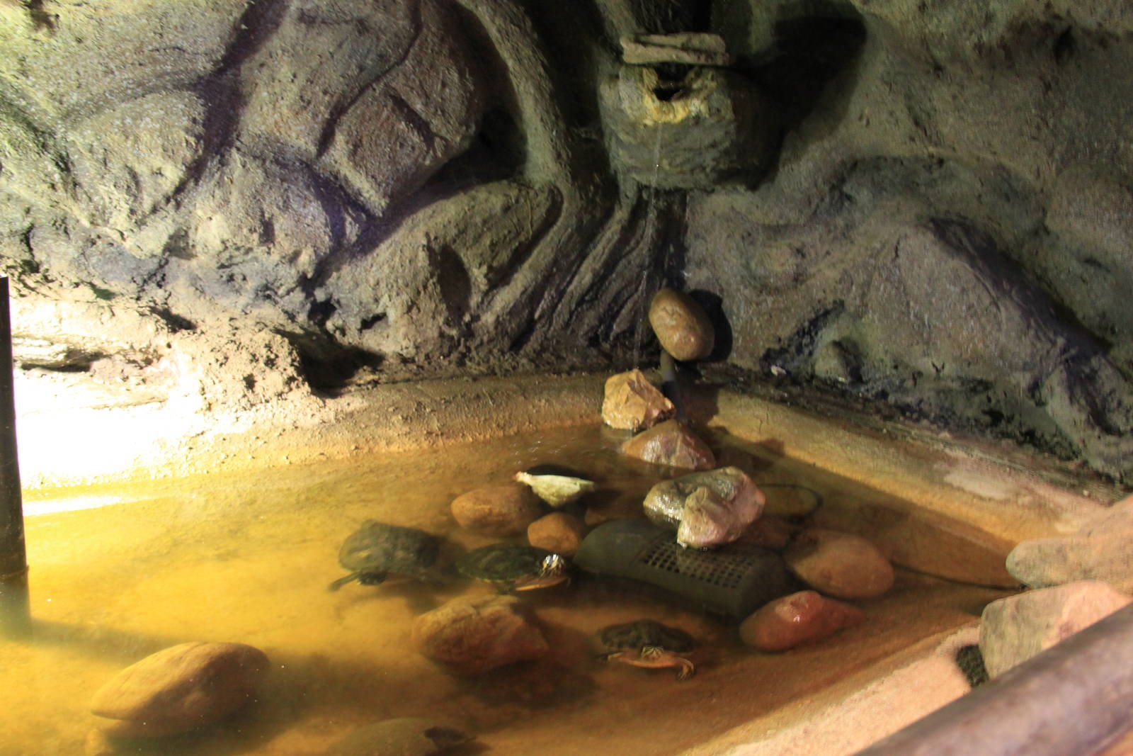 Tropical House - Turtle Exhibit