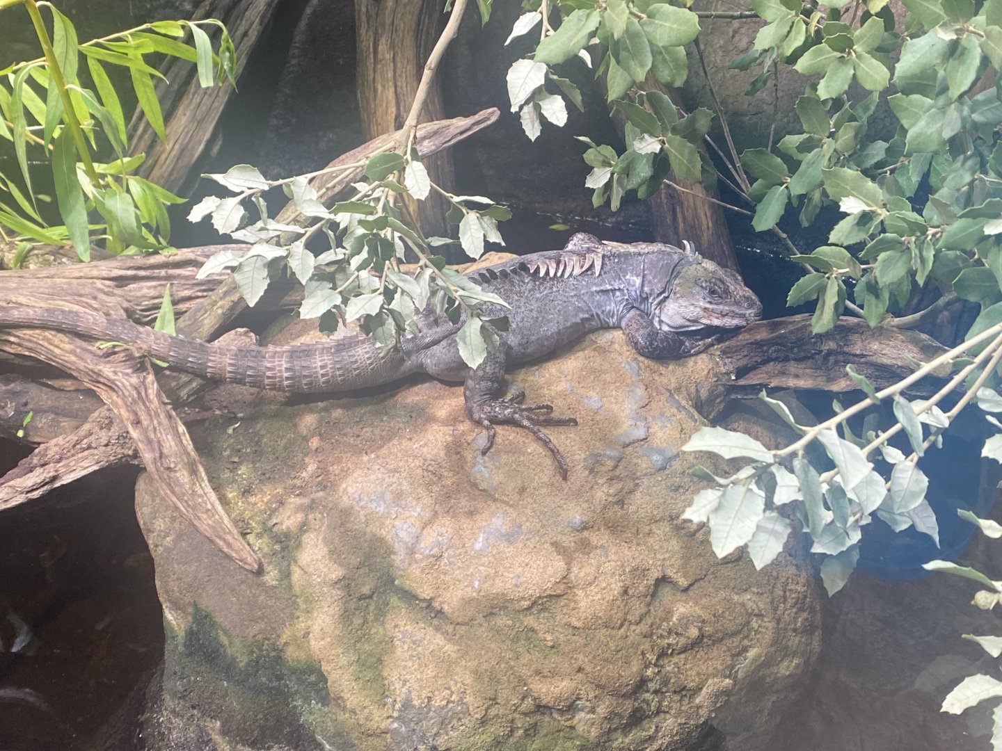 Tropical House - Utila spiny-tailed iguana 040822