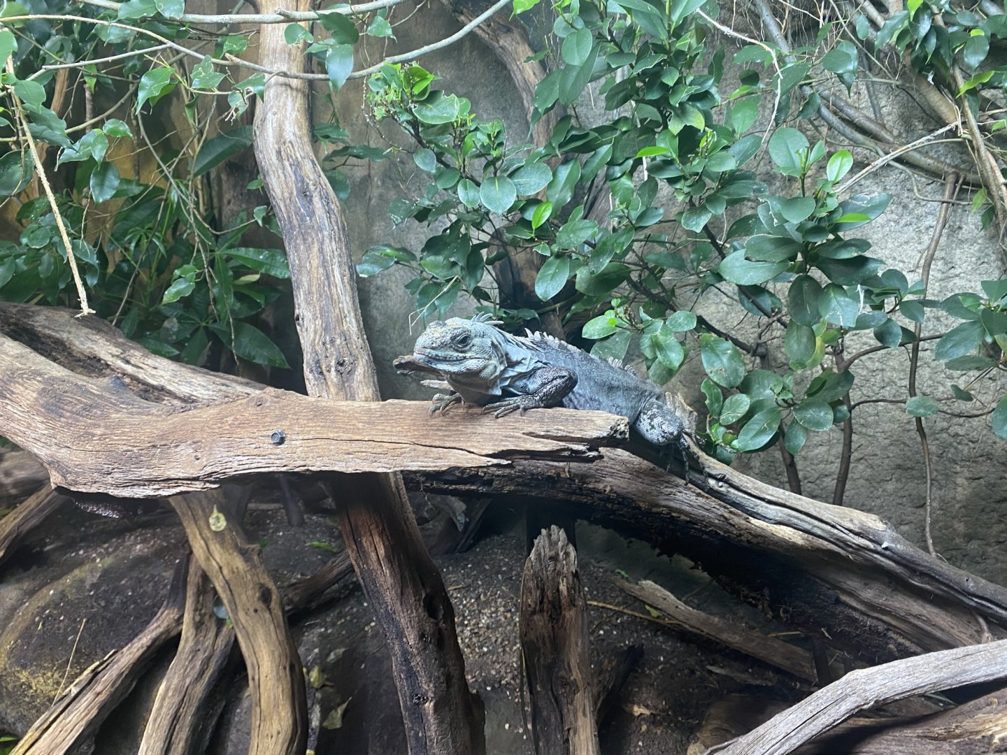 Tropical House - Utila spiny-tailed iguana 120821