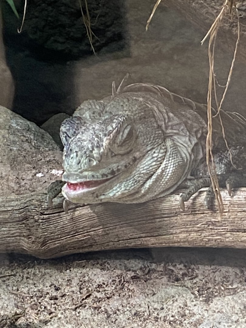 Tropical House - Utila spiny-tailed iguana 150725