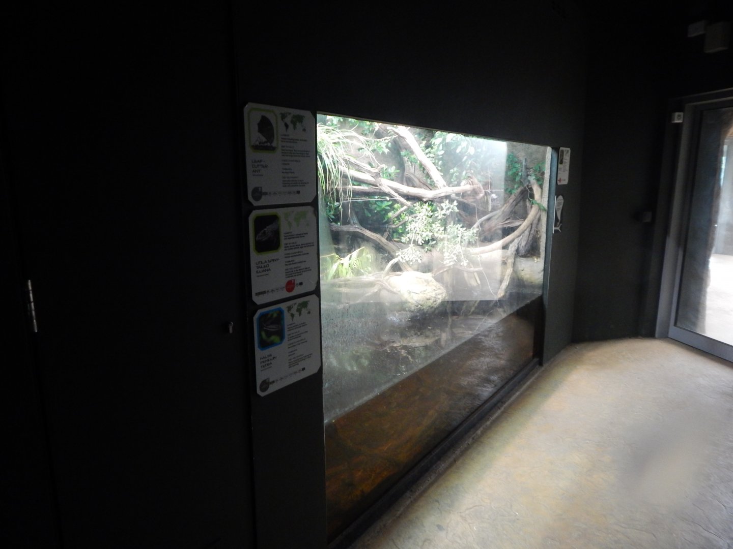 Tropical House - Utila spiny-tailed iguana and Rio Cauca caecilian 040822
