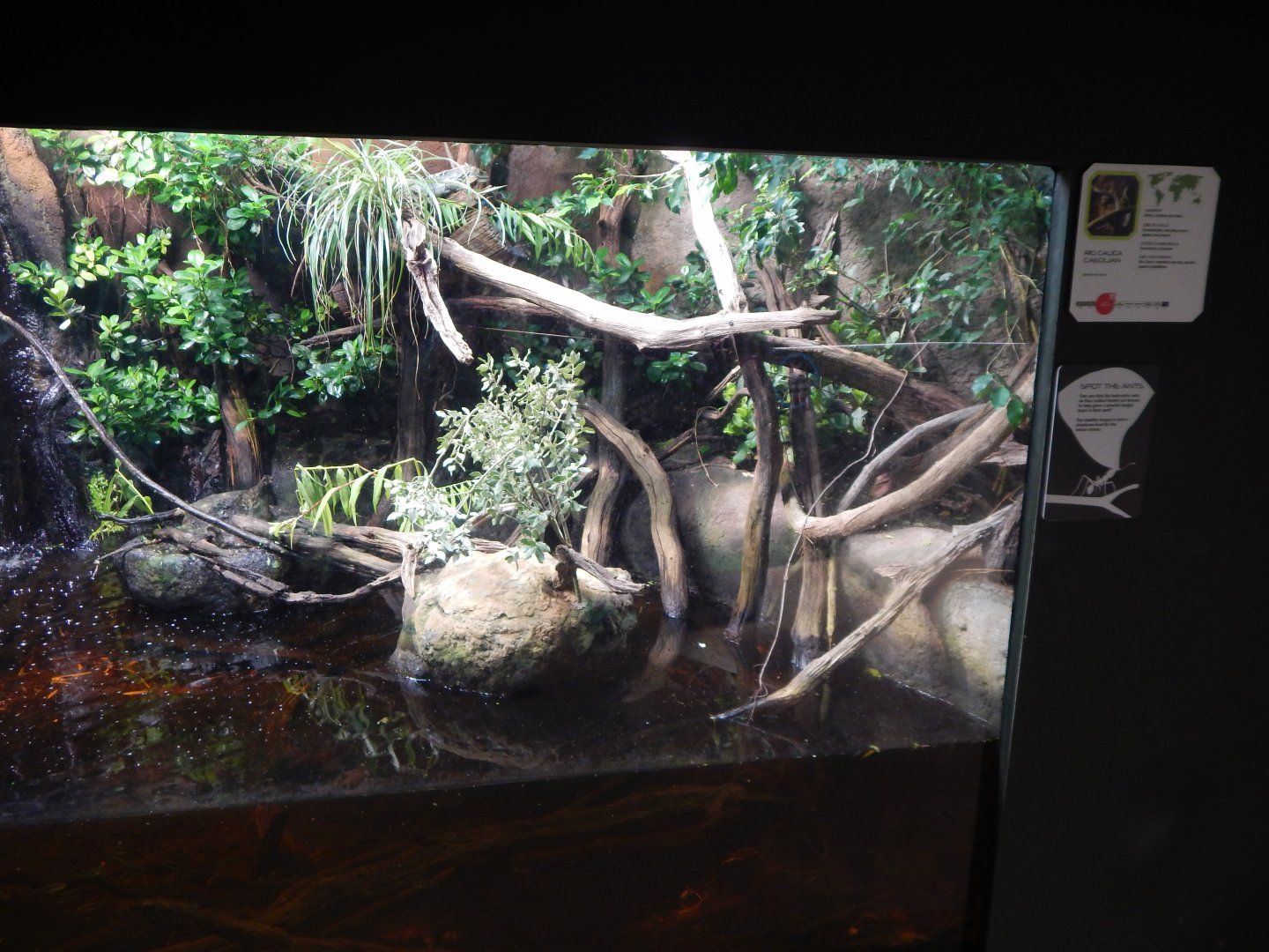 Tropical House - Utila spiny-tailed iguana and Rio Cauca caecilian 040822