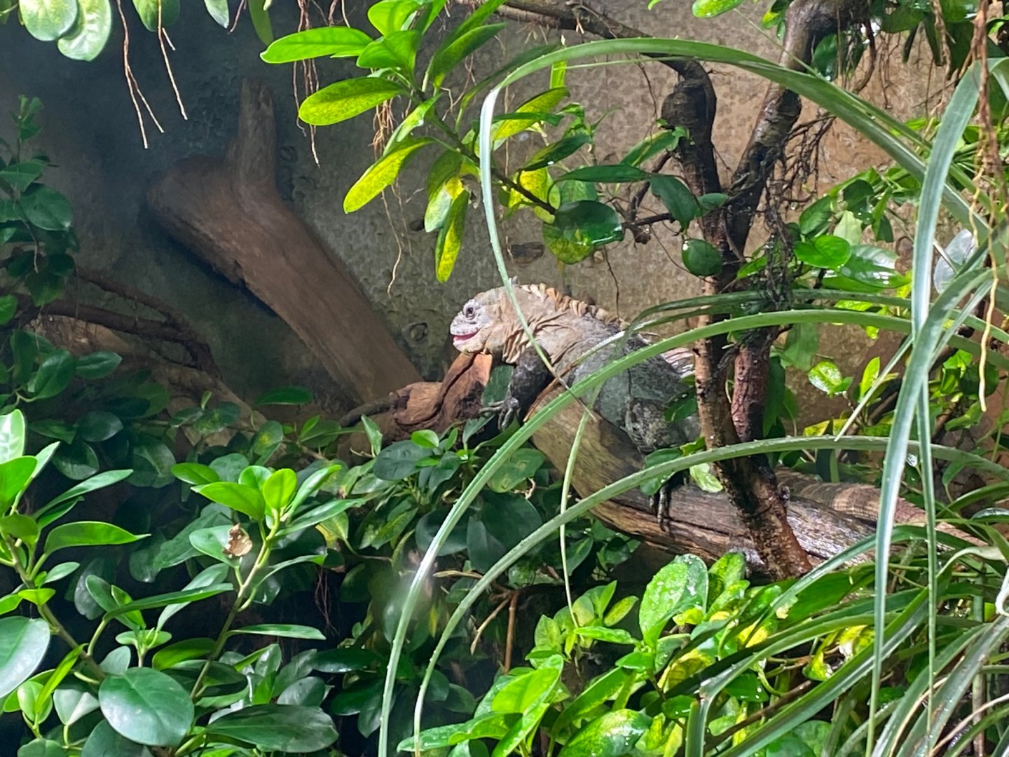 Tropical House - Utila spinytail iguana 121223