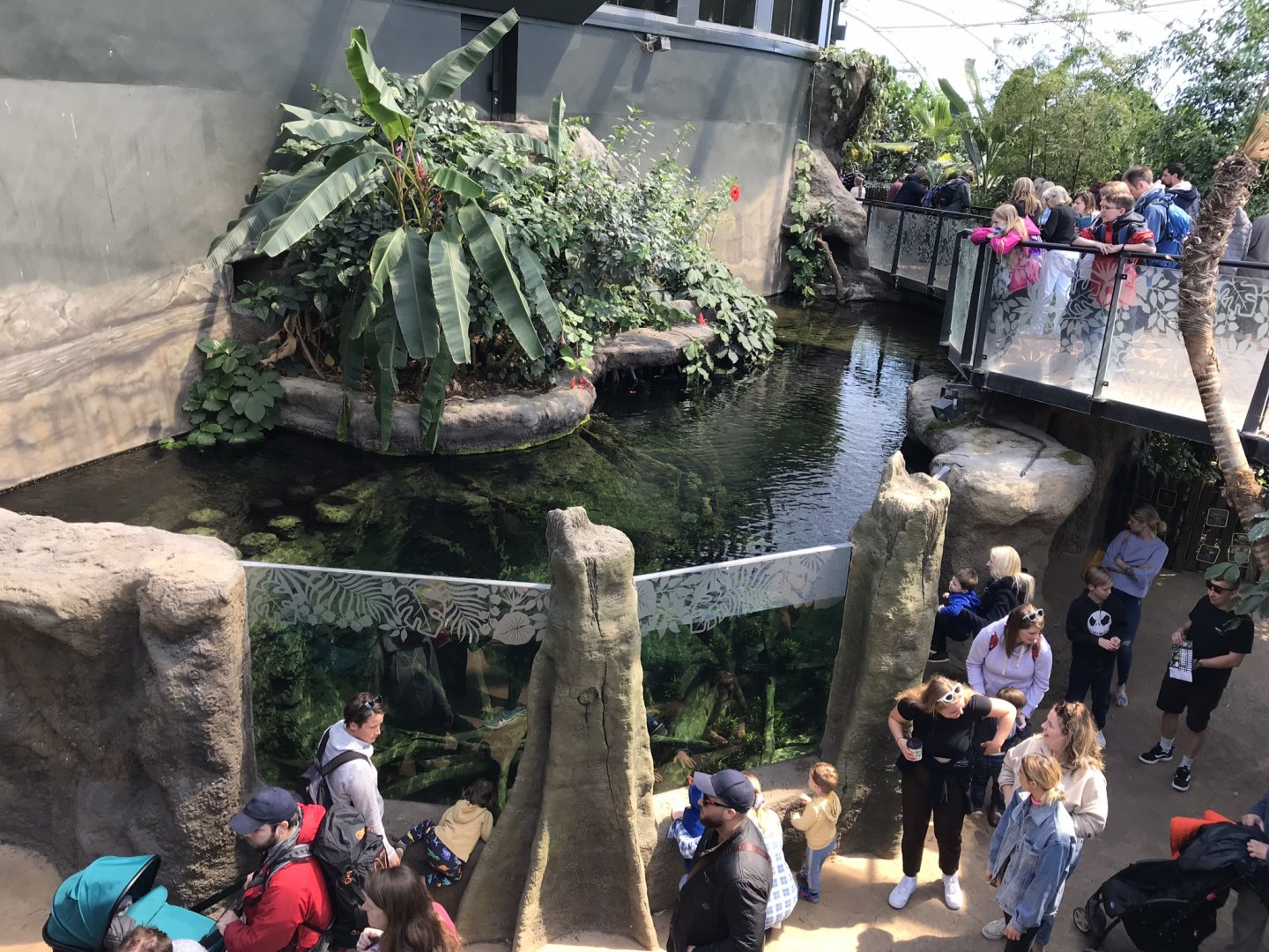 Tropical House - view above Pygmy marmoset and aquarium exhibit 110519