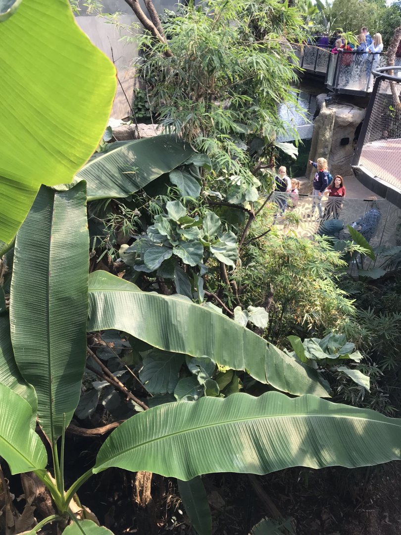 Tropical House - view above sloth exhibit 110519