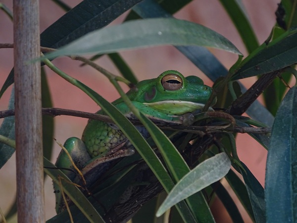 Tropical House - White-lipped tree frog (Nyctimystes infrafrenatus)