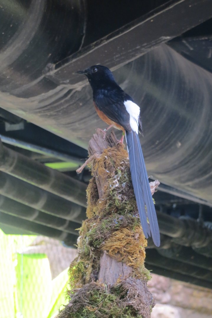 Tropical House - White-rumped shama 110519