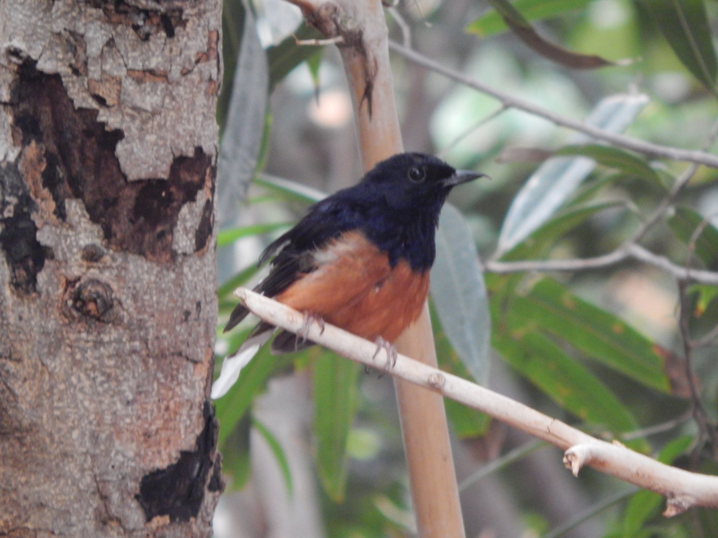 Tropical House - White-rumped shama 150725