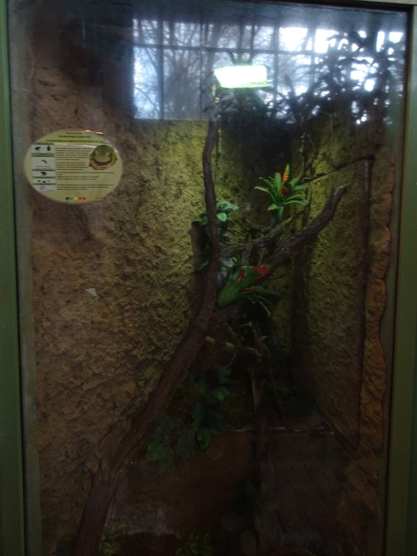 Tropical House: White's tree frog terrarium