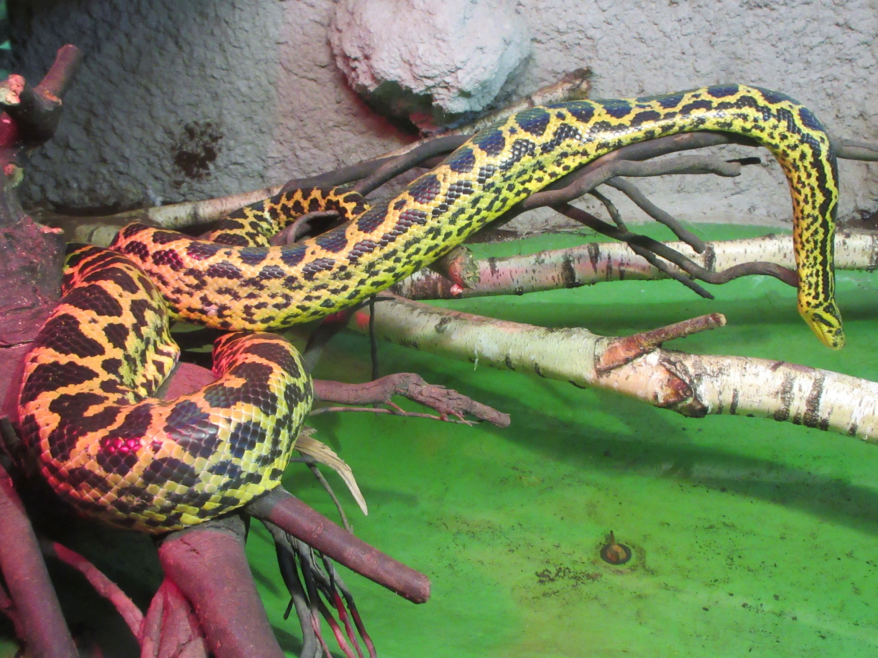 Tropical House - Yellow Anaconda (striking colours!)