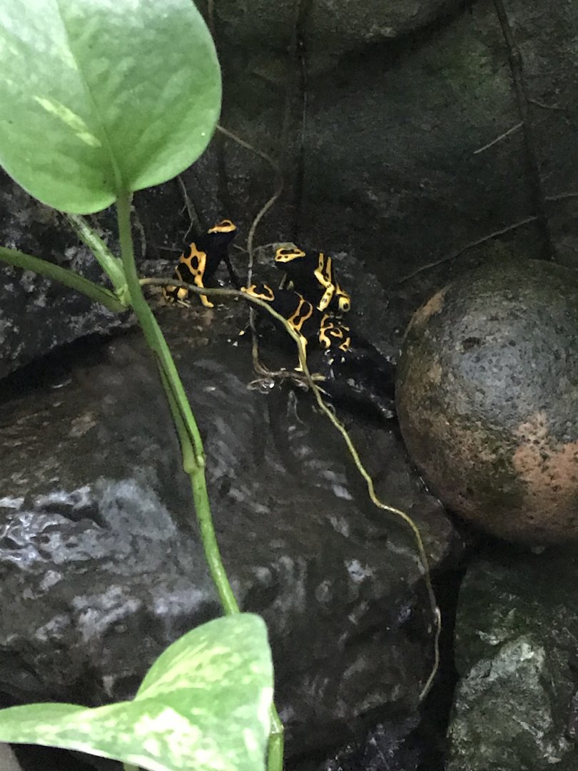 Tropical House - Yellow-banded poison dart frog 050119