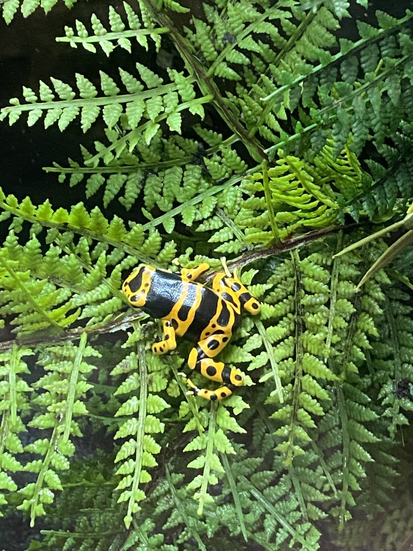 Tropical House - Yellow-banded poison dart frog 240424