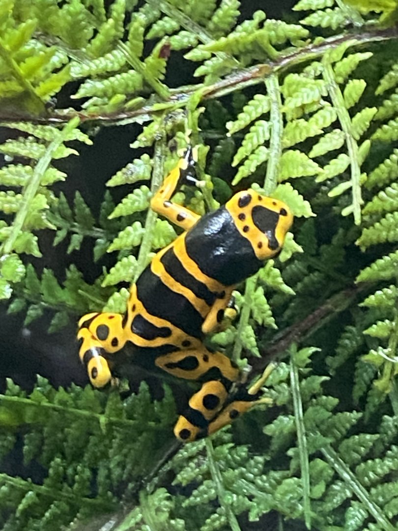 Tropical House - Yellow-banded poison dart frog 240424
