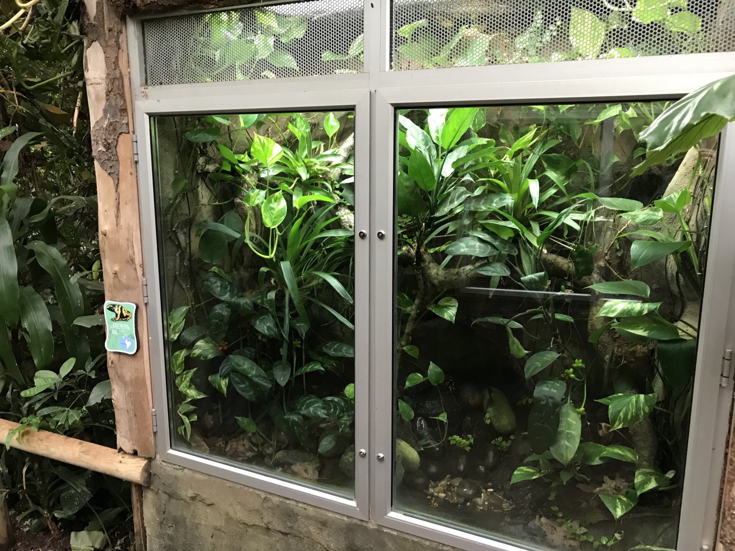 Tropical House - Yellow-banded poison dart frog exhibit 050119