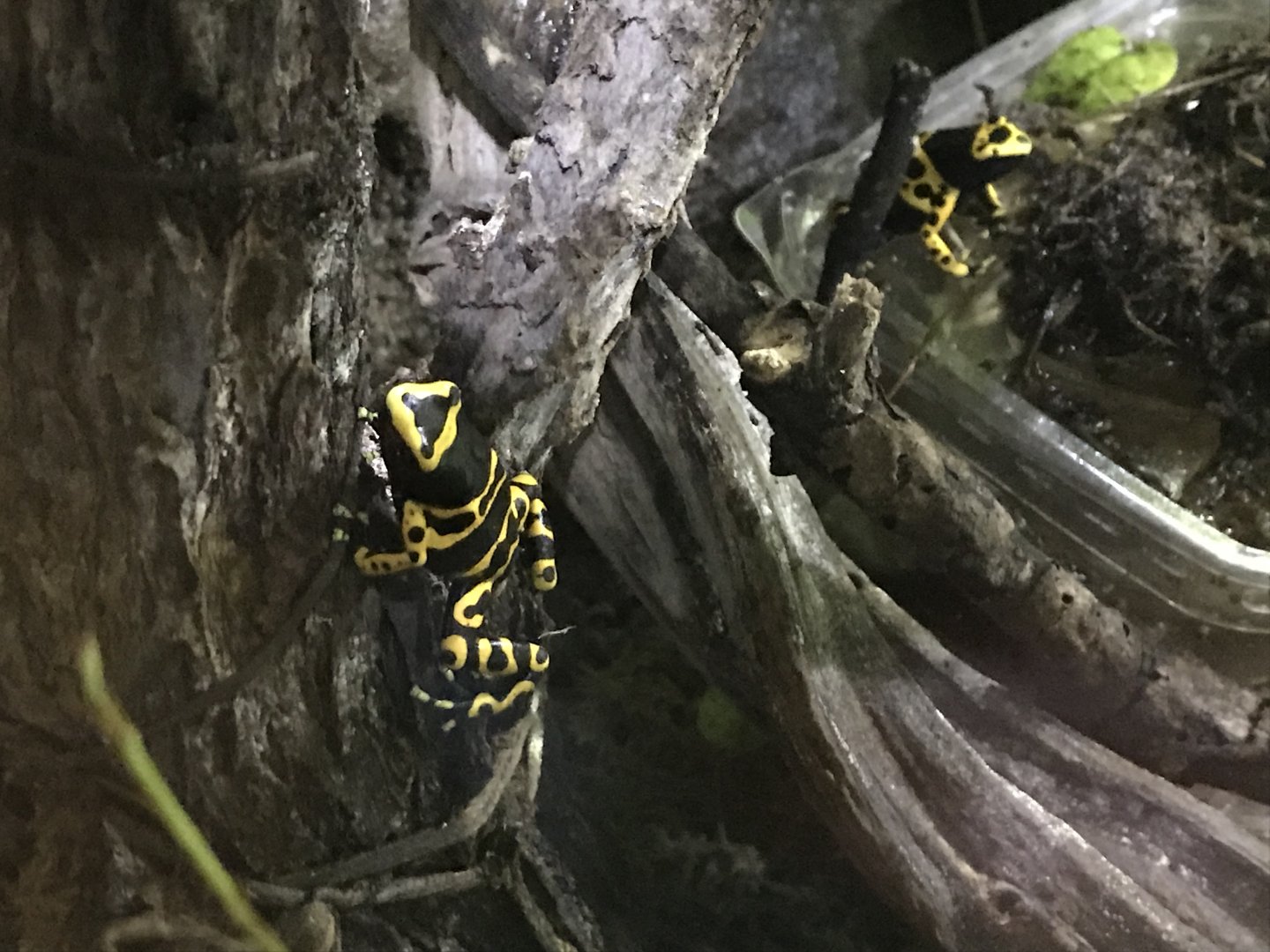 Tropical House - Yellow-banded poison dart frogs 081018