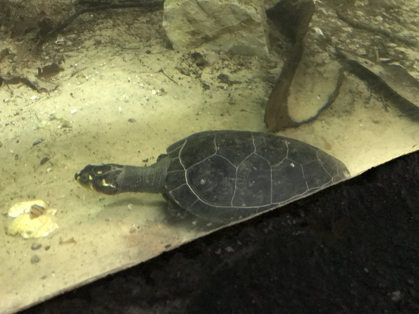 Tropical House - Yellow-spotted river turtle 050119