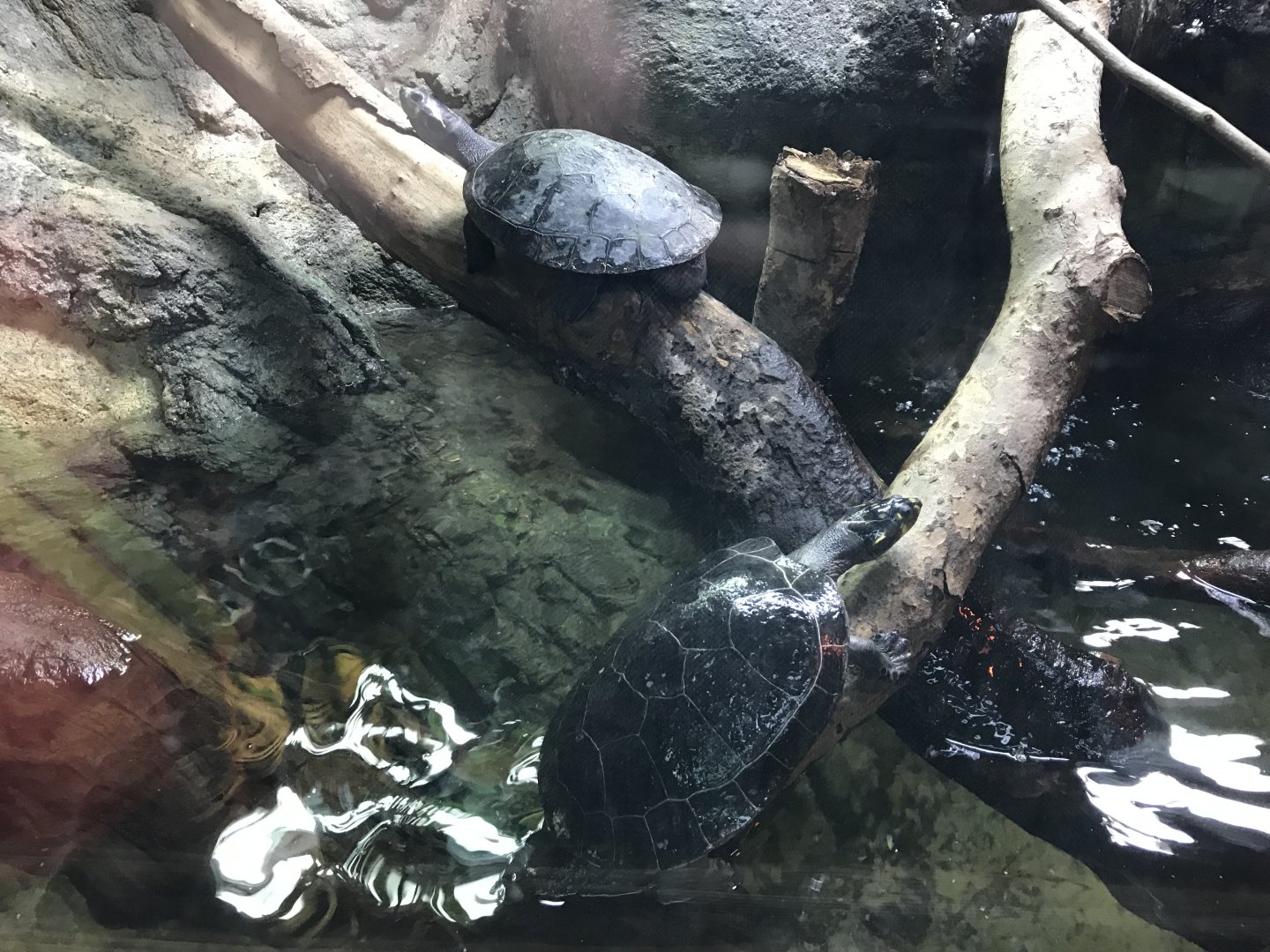 Tropical House - Yellow-spotted river turtles 050119
