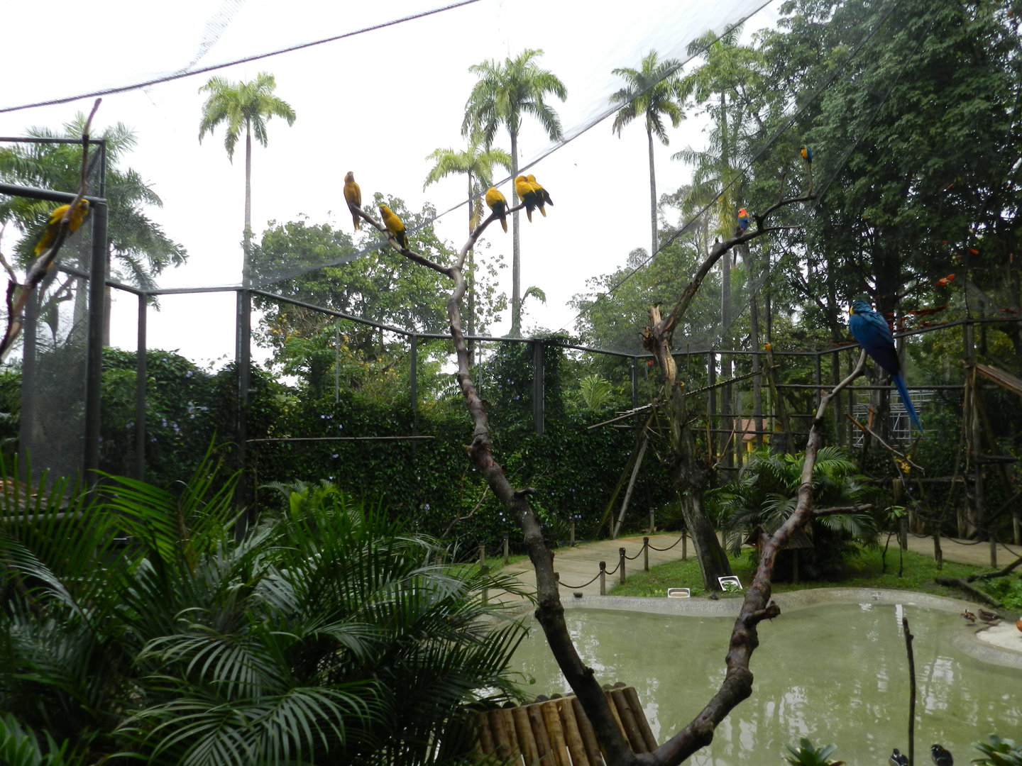 Tropical immersion - Bioparque do Rio