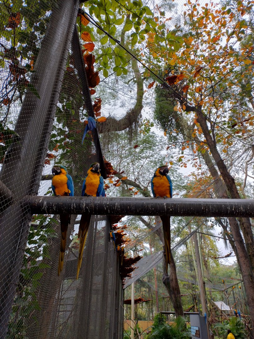 Tropical immersion - Bioparque do Rio