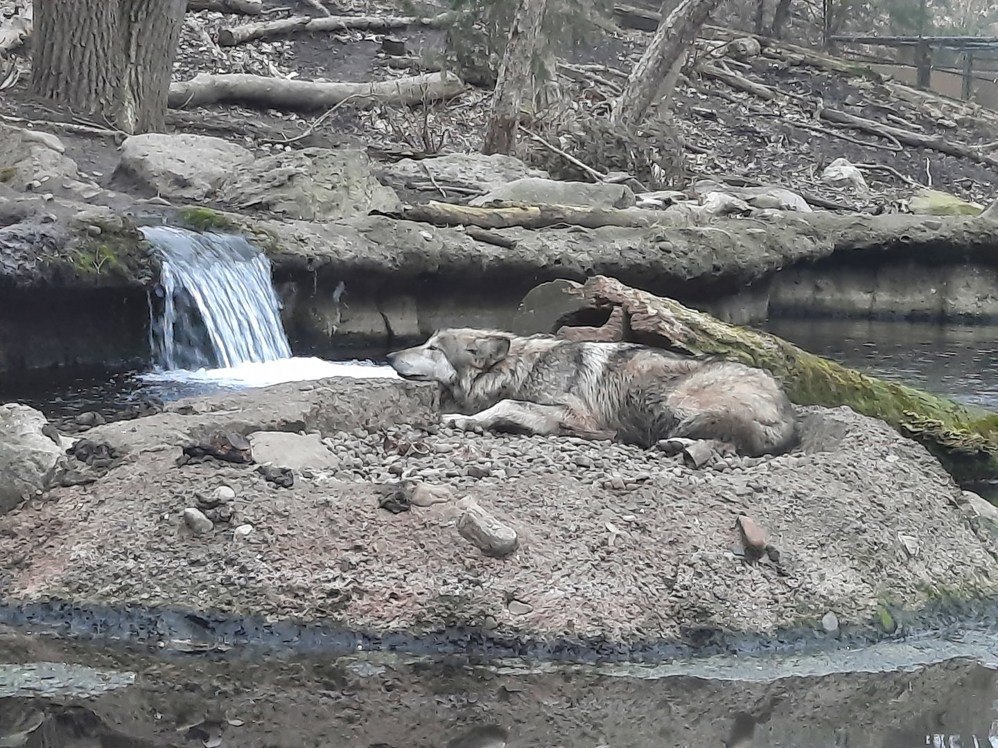 Tropical Island Getaway for a Wolf