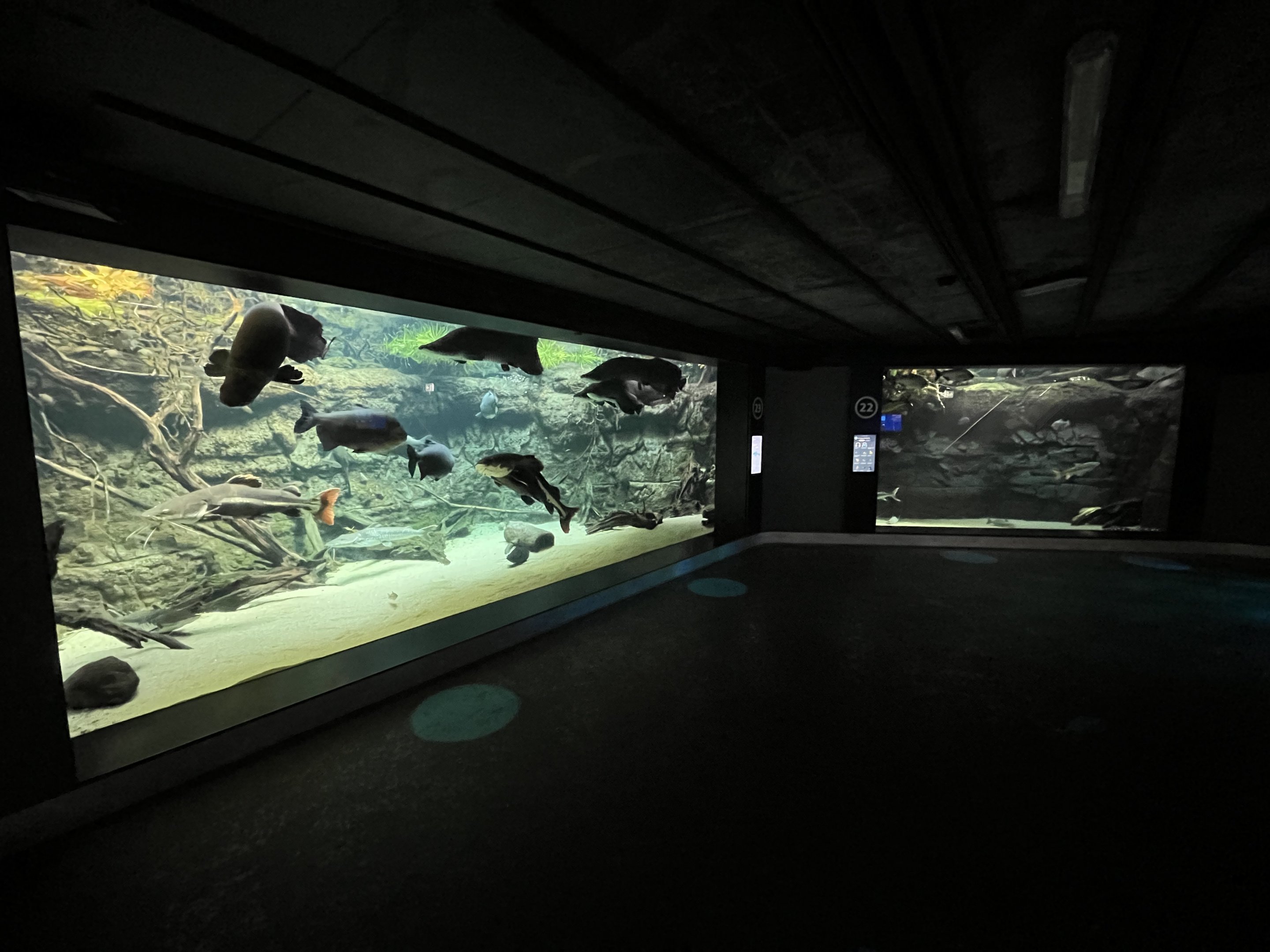 Tropical Jungle Fish Tanks