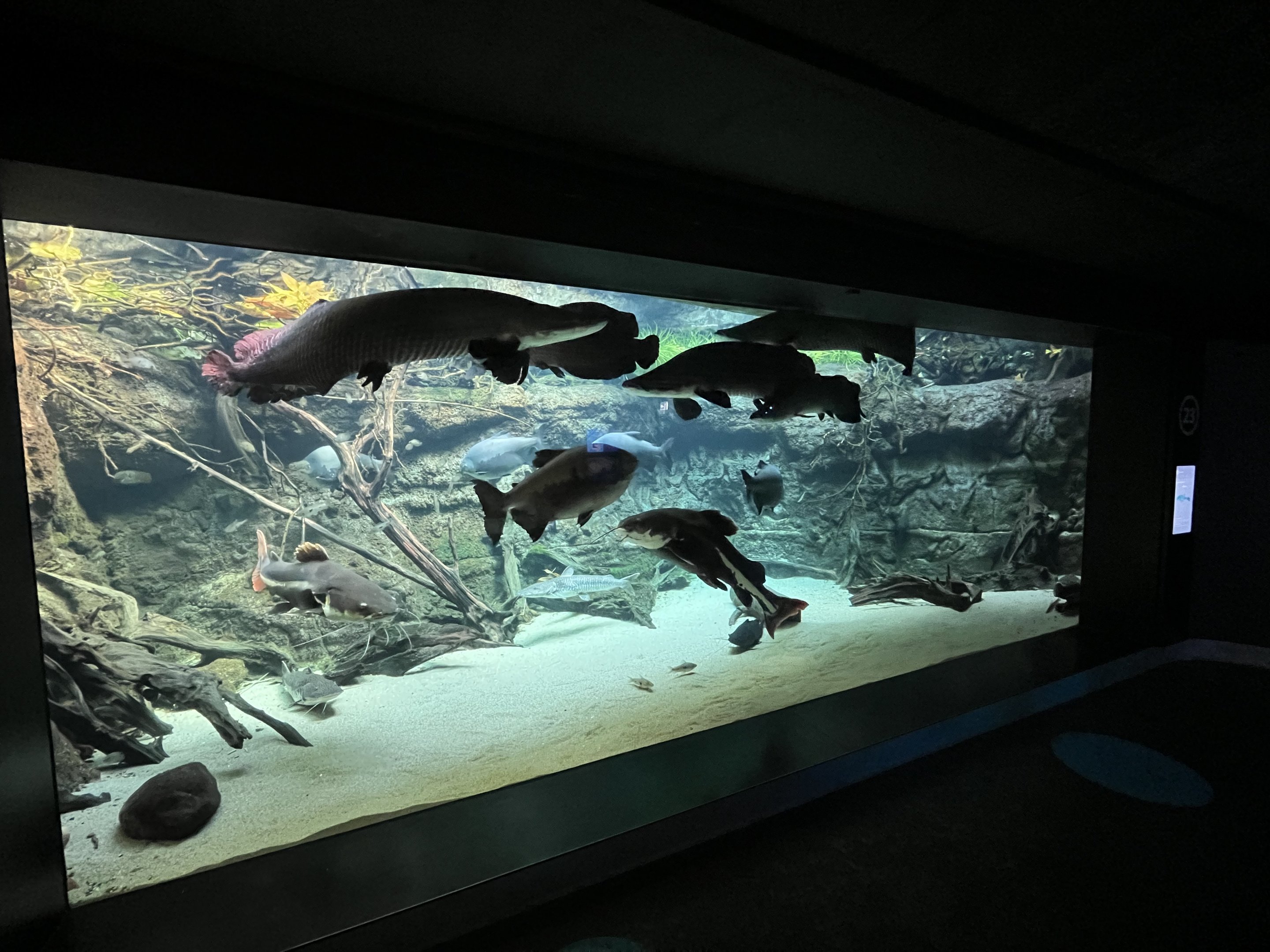 Tropical Jungle Fish Tanks