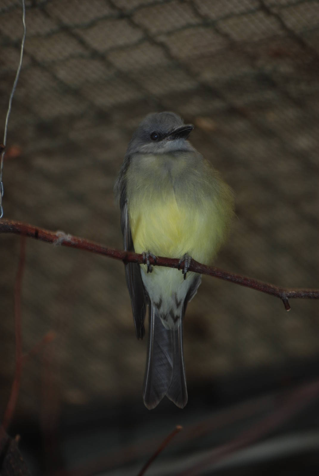 Tropical Kingbird at Tierpark Berlin, 30/08/11