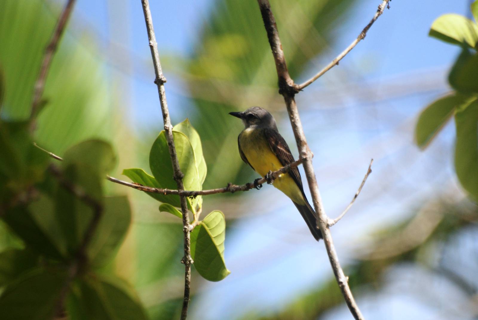 Tropical Kingbird in Tortuguero, 13/04/14