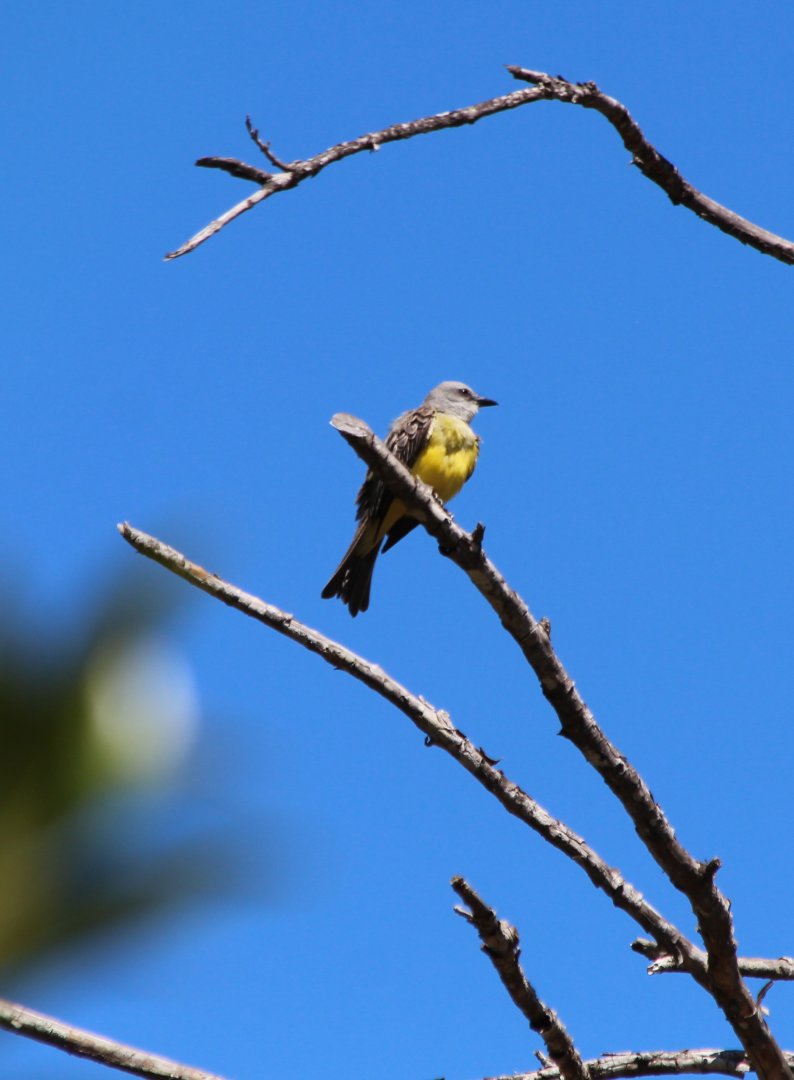 Tropical Kingbird - Mar 2019