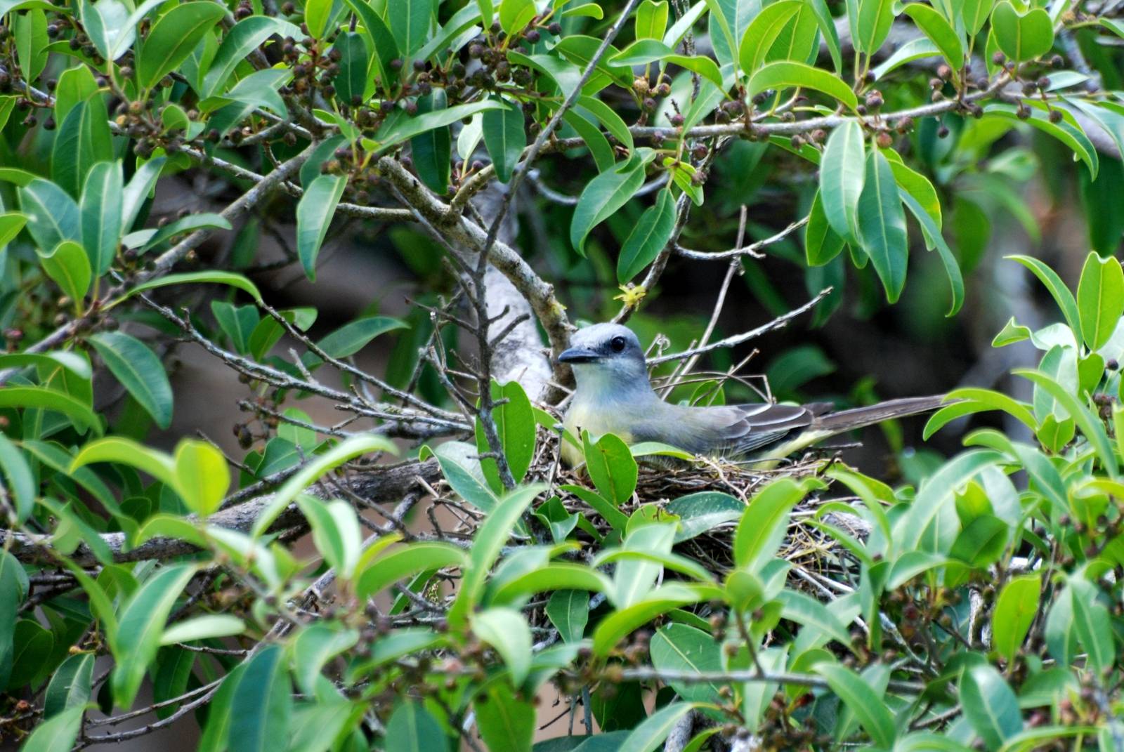 Tropical Kingbird on Nest in Ca?o Negro, 17/04/14
