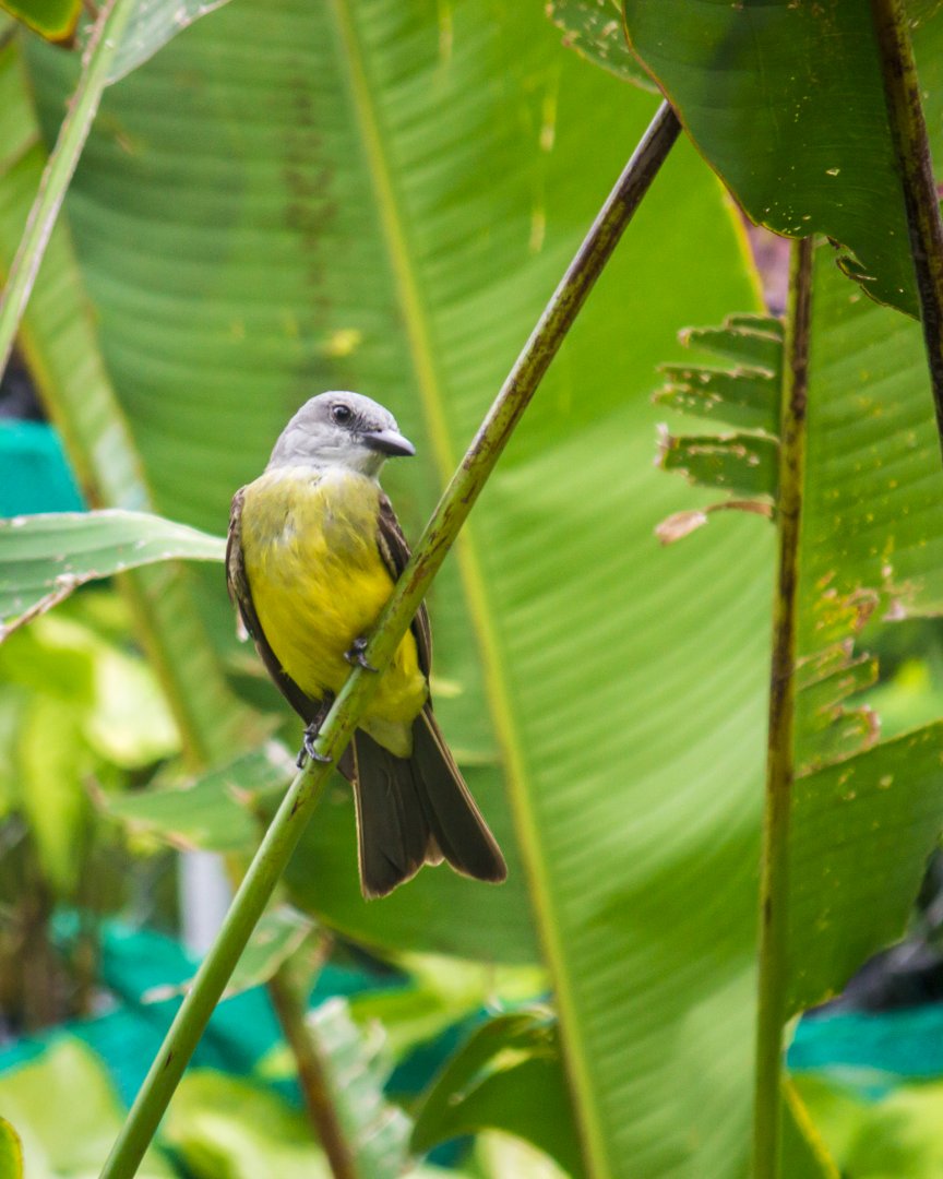 Tropical kingbird, Tyrannus melancholicus