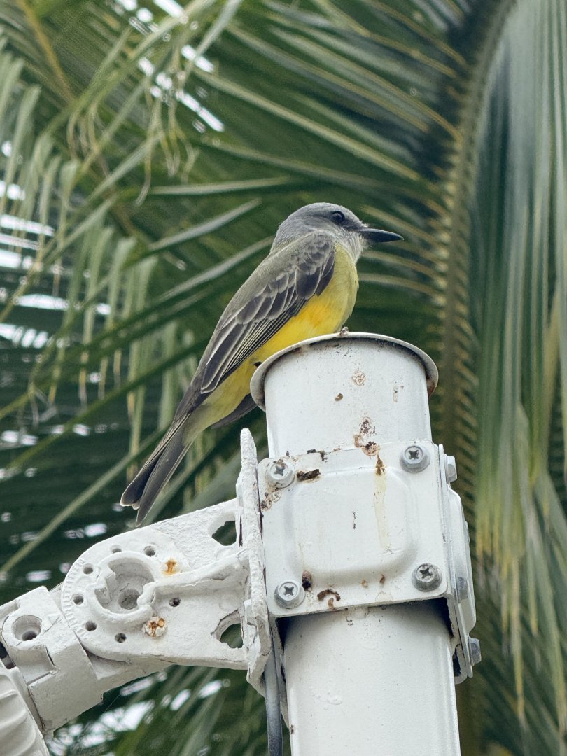 Tropical kingbird (Tyrannus melancholicus)
