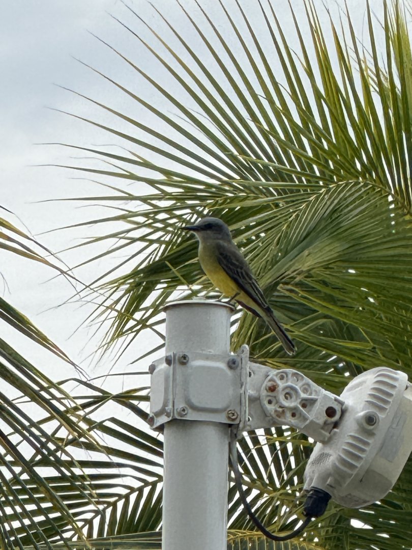 Tropical kingbird (Tyrannus melancholicus)