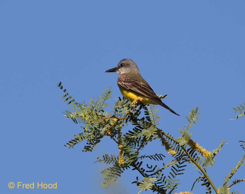 tropical kingbird