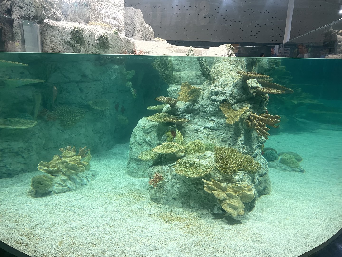 Tropical Lagoon Tank