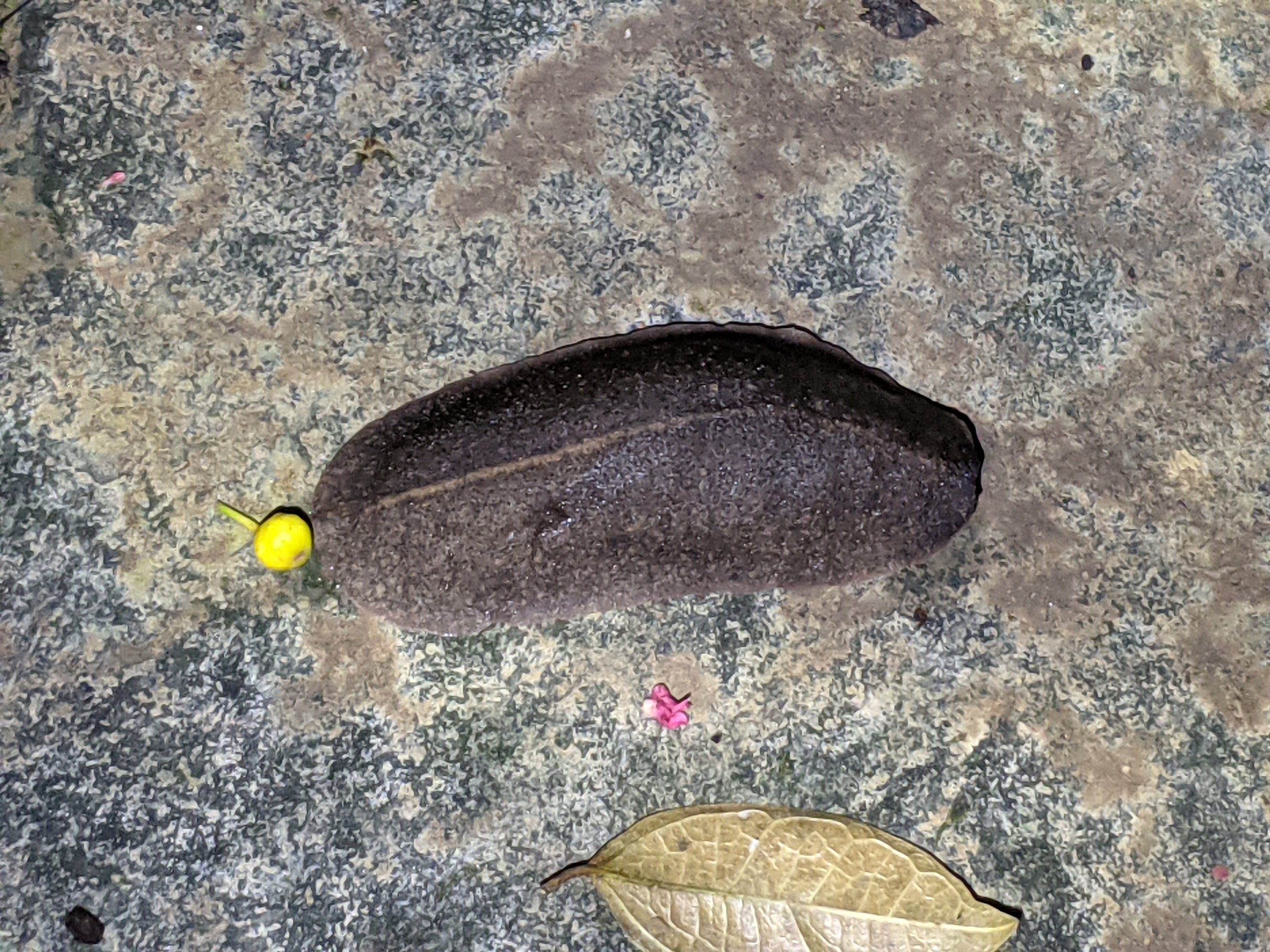 Tropical Leatherleaf Slug (Laevicaulis alte)