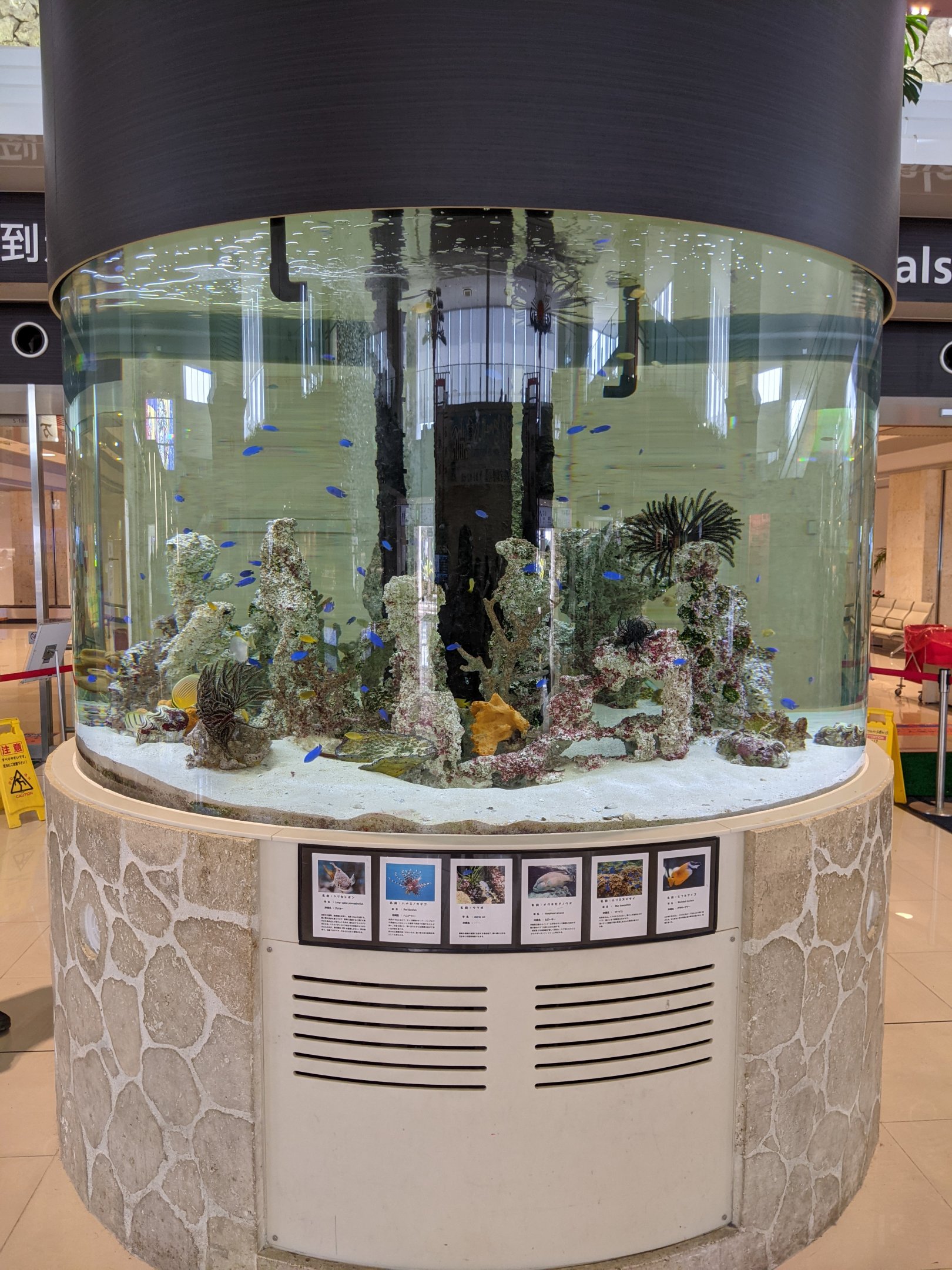 Tropical marine aquarium at Ishigaki Airport