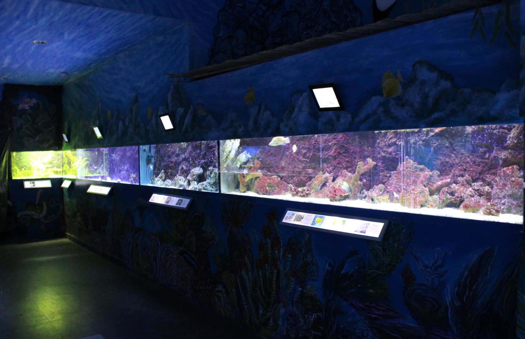 Tropical marine aquariums