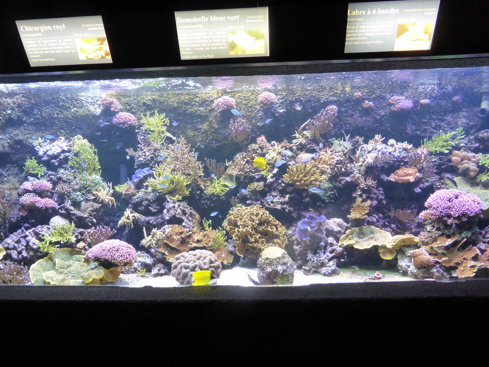 Tropical marine exhibit