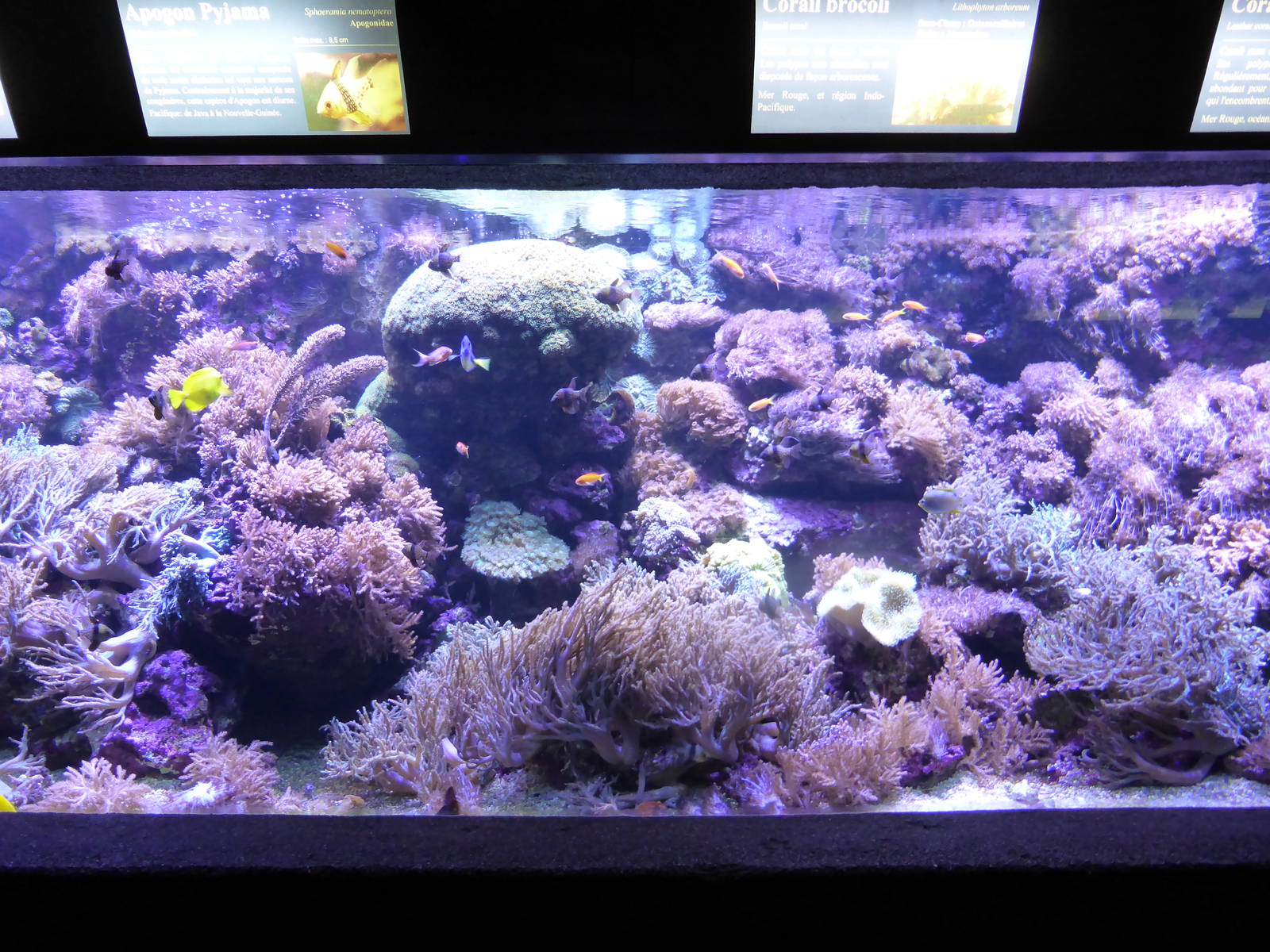 Tropical marine exhibit