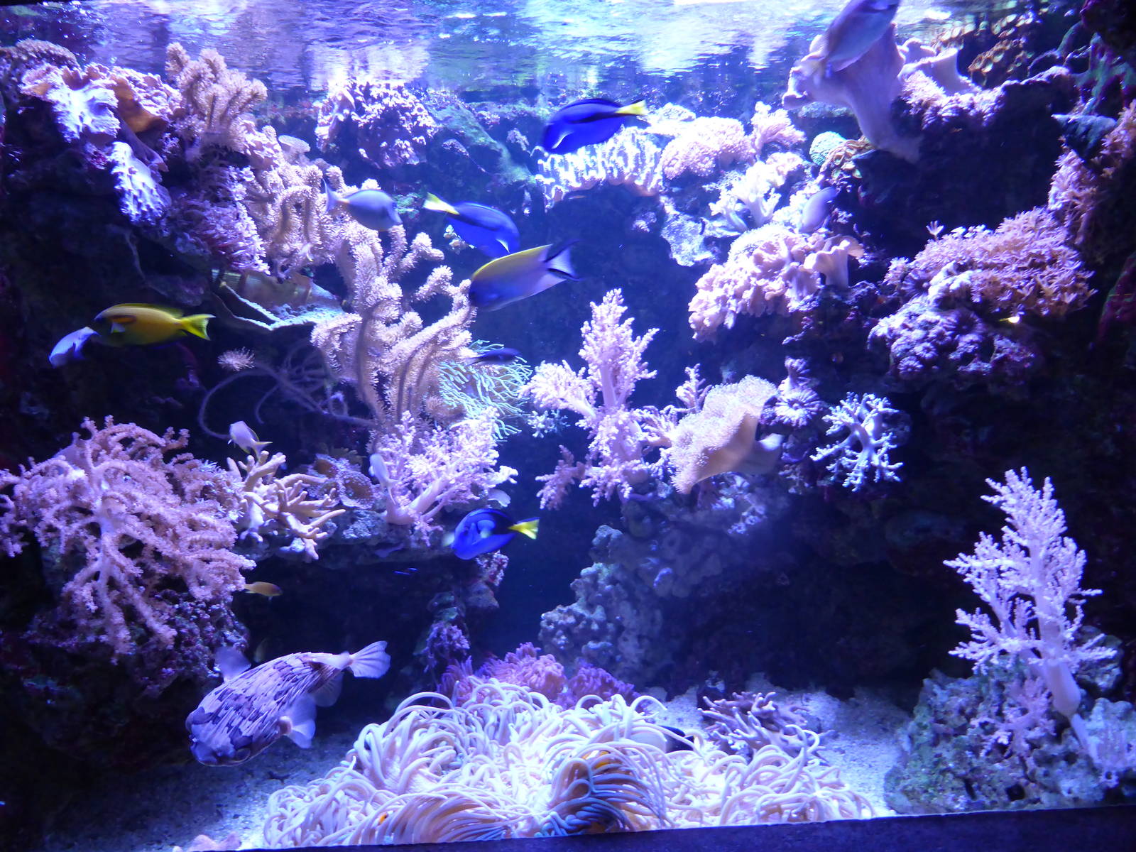 Tropical Marine exhibit