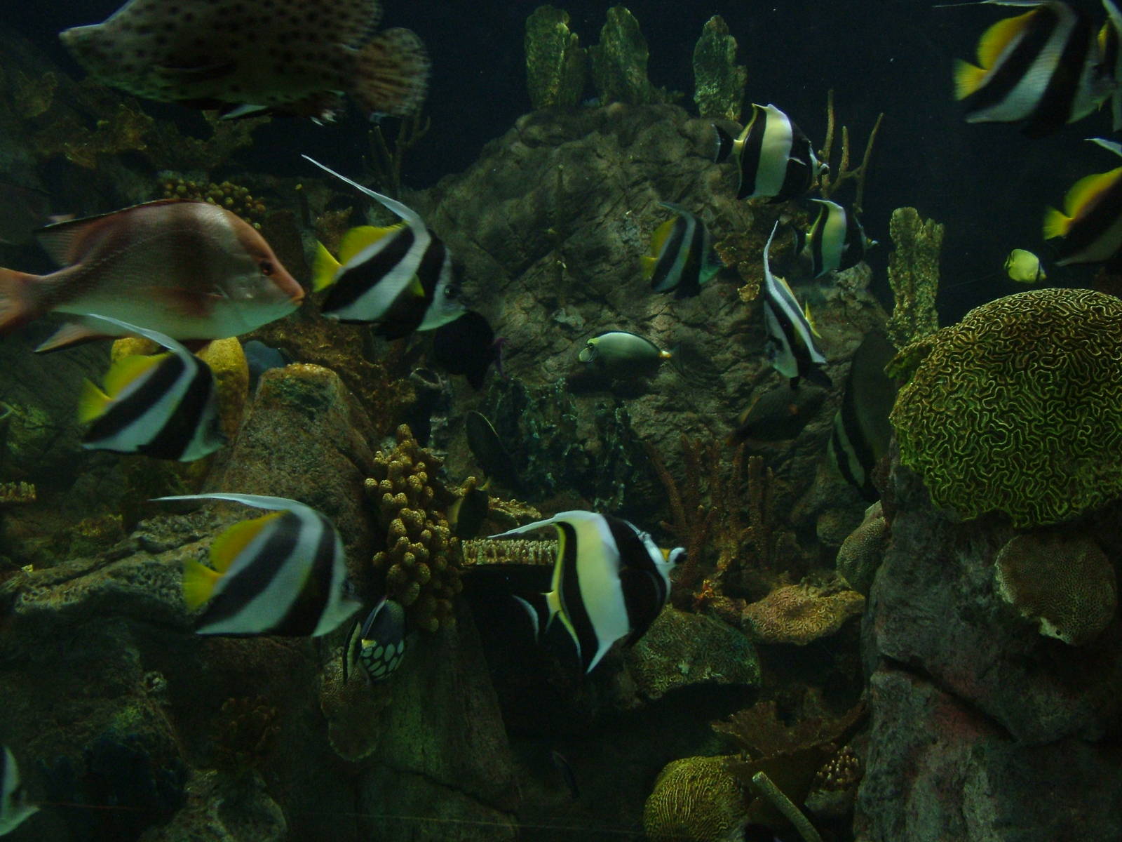 Tropical Marine Fish at Loro Parque, 08/11/10