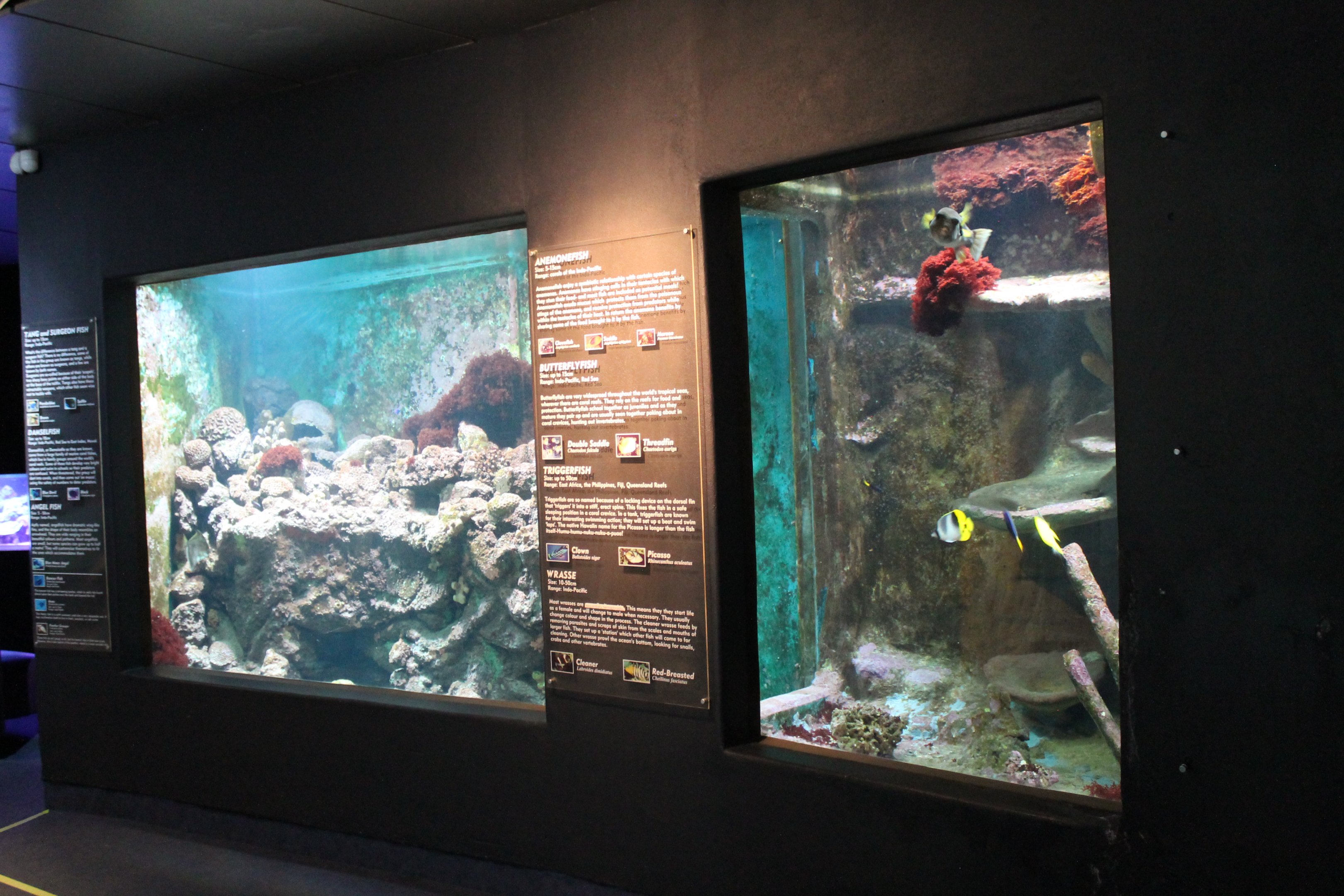 Tropical marine reef tank