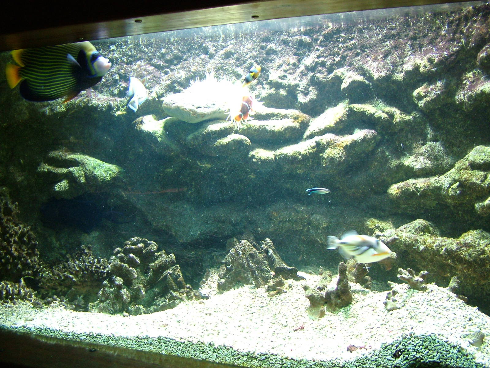 Tropical Marine Tank at Vasco da Gama Aquarium, 25/05/11